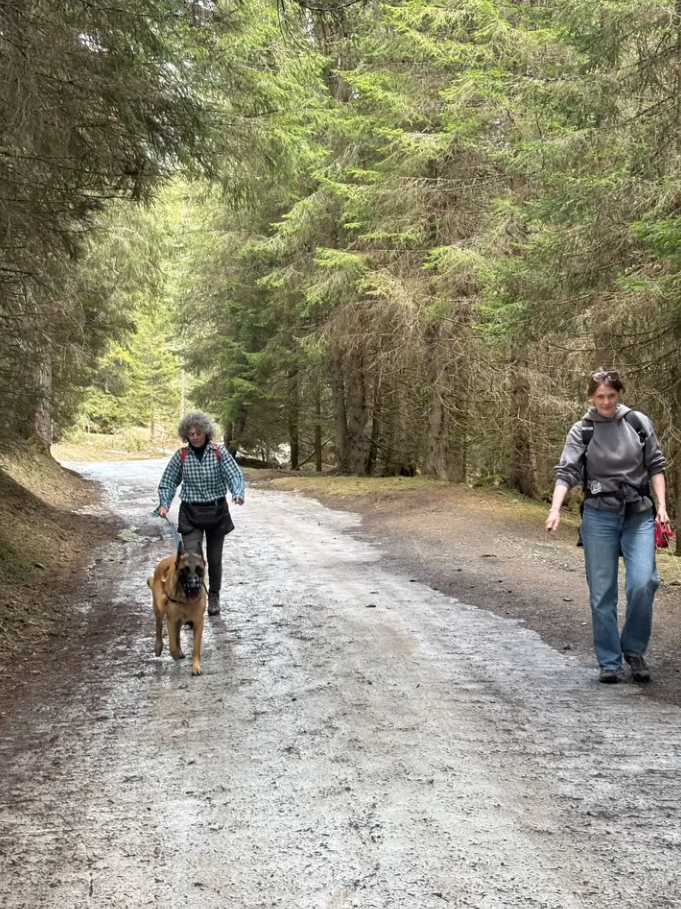 Une promenade en forêt avec un chien